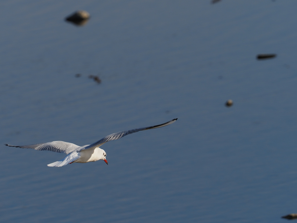飛行練習かな？