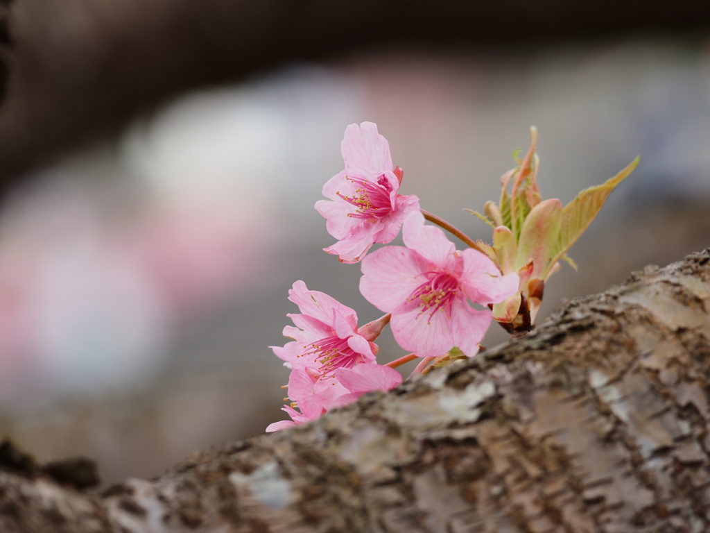 河津にてー３