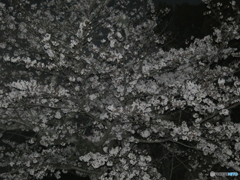 闇夜の桜