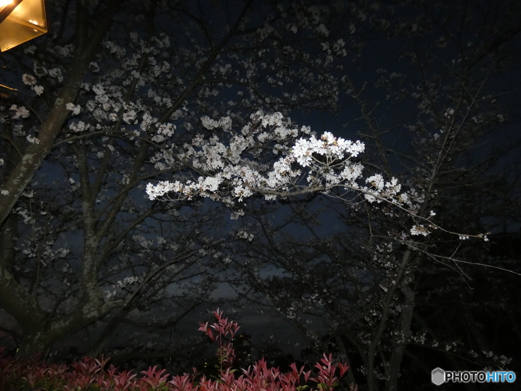 闇夜の桜