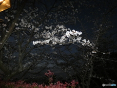 闇夜の桜