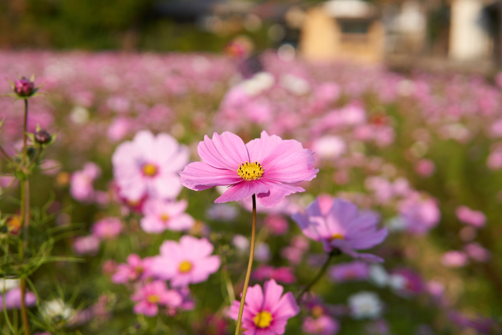 秋桜