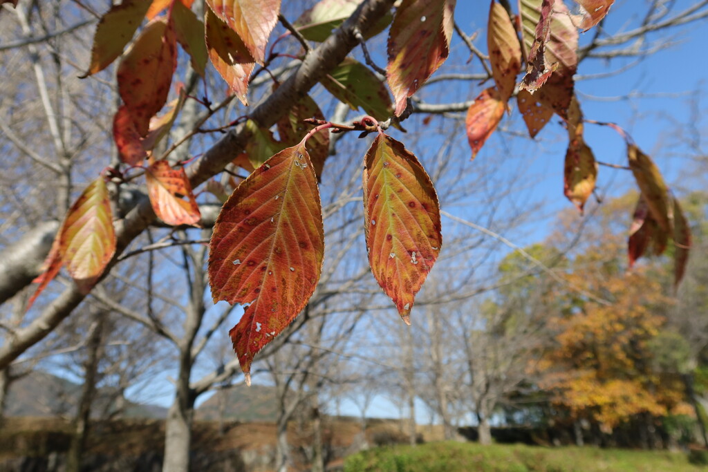 image_6483441