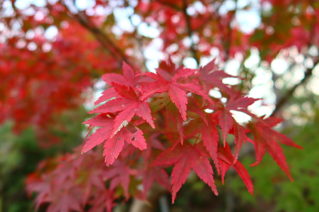 紅葉