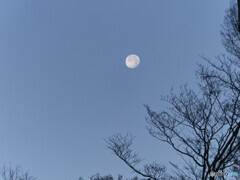 朝空に浮かぶ月