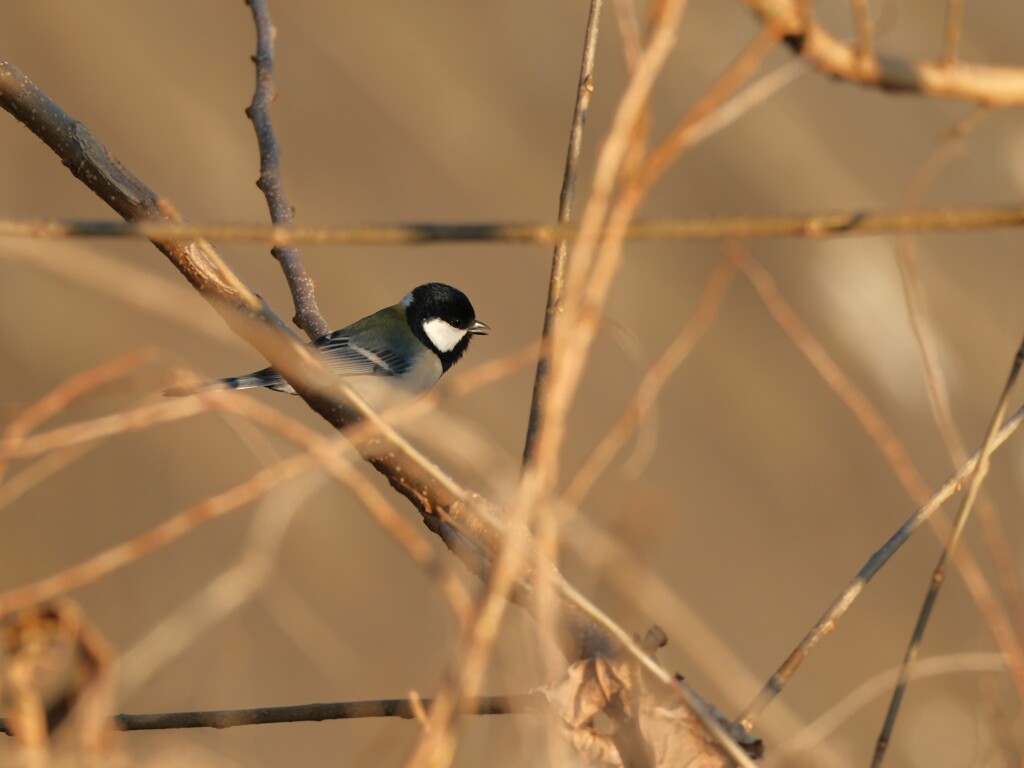 シジュウカラ