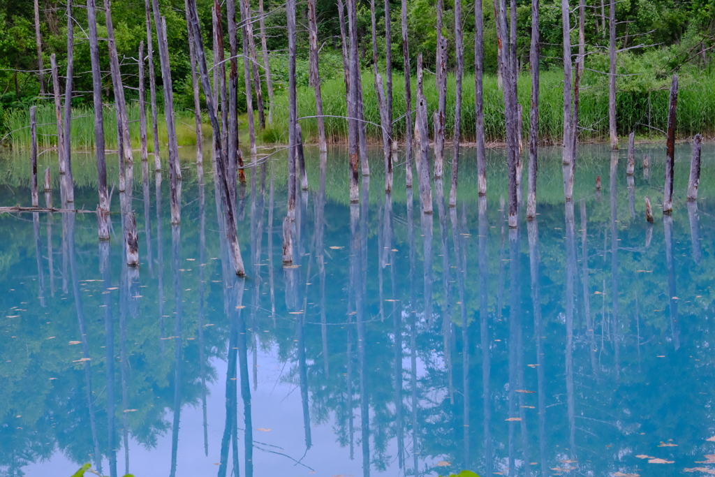 青い池