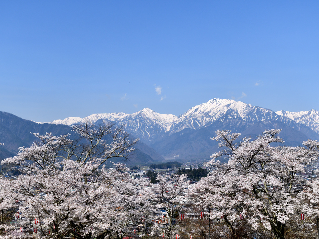 桜の季節が恋しいなぁ～