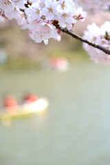 桜の下で
