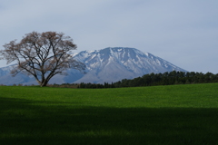 春よ来い