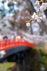桜の便りに誘われて