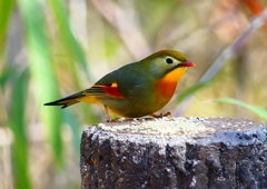 P1880039：ソウシチョウ_R
