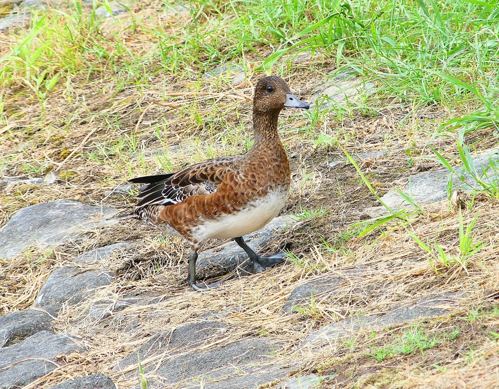 P1120444：ヒドリガモ_R