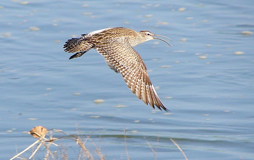 P4100053：飛ぶチュウシャクシギ_R