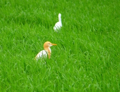 P1030063：アマサギ_R