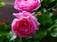 P4120214：バラの花_R