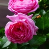 P4120214：バラの花_R