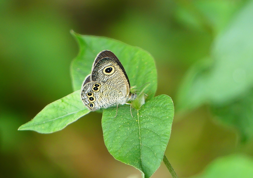 P1170772：ヒメウラナミジャノメ_R