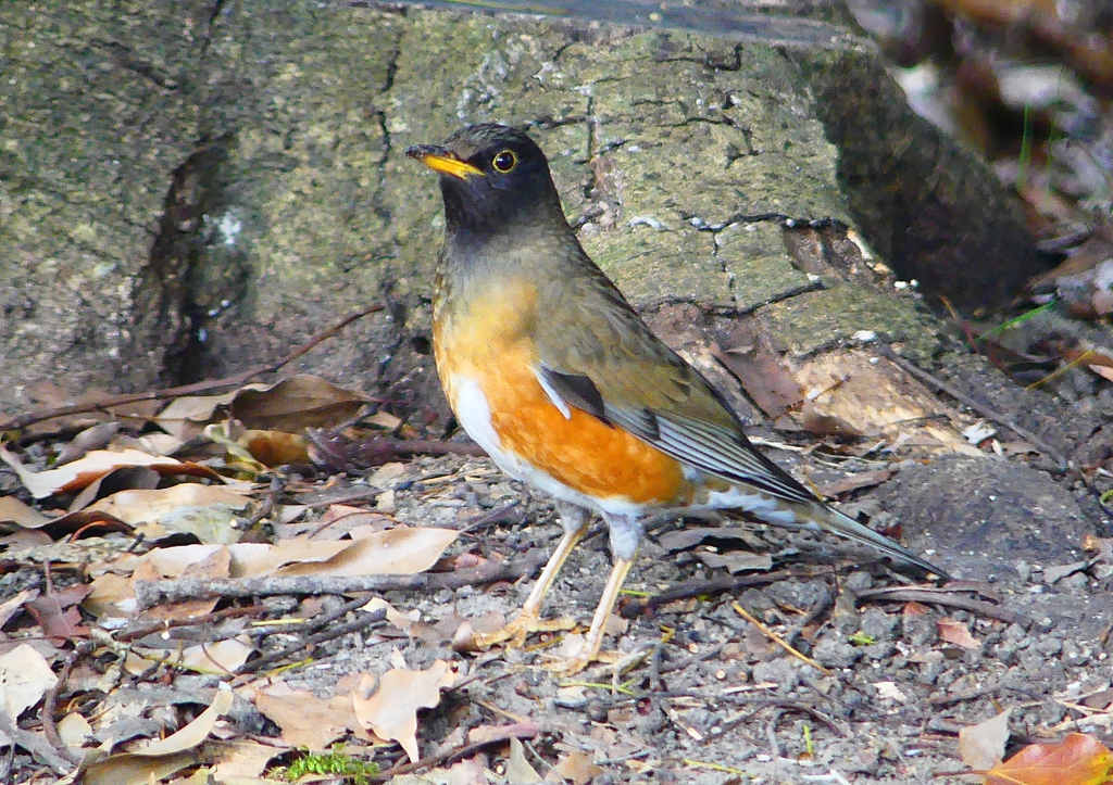 P1890191：オオアカハラ_R