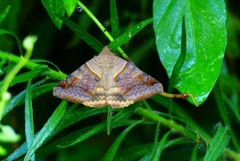 P4320242：オオウンモンクチバ_R