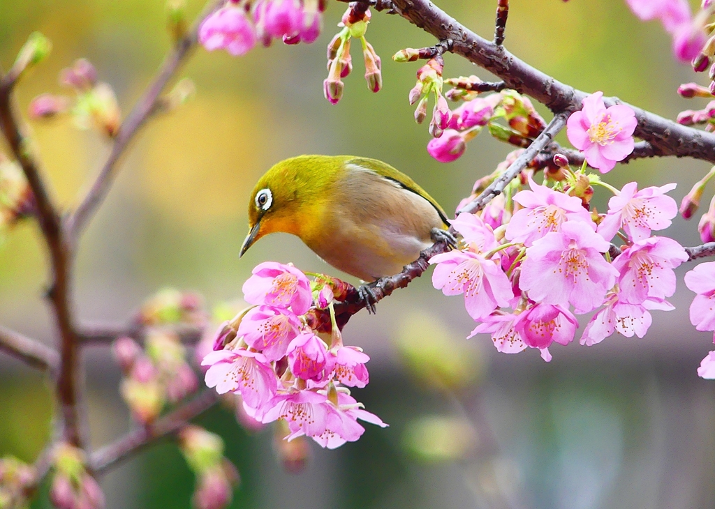 P4770188：メジロ＜河津桜＞_R