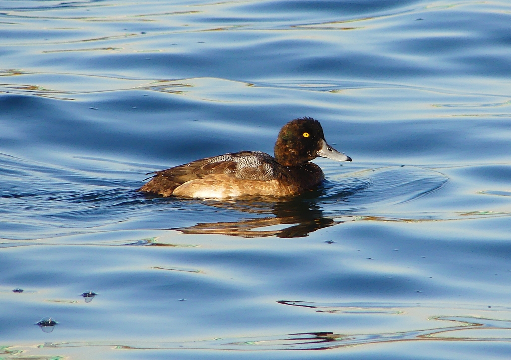 P1500123：スズガモ（若鳥）_R