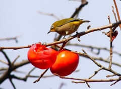 P4520854：メジロ_R