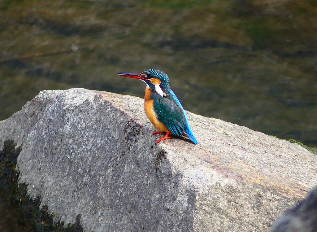 P4770171：カワセミ（メス）_R