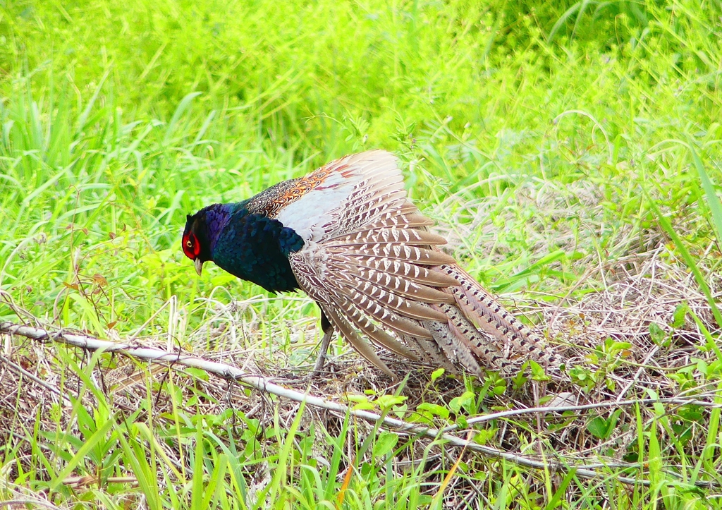 P1970643：キジ（オス）_R