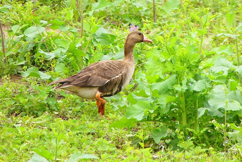 P4910144：マガン_R