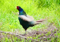 P1970565：キジ（オス）_R