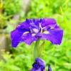 P1010089：菖蒲_R
