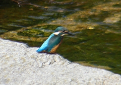 P2030635：カワセミ（オス）_R