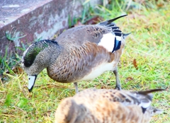 P4460070：アメリカヒドリ_R