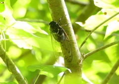 P1190667：ミンミンゼミ_R