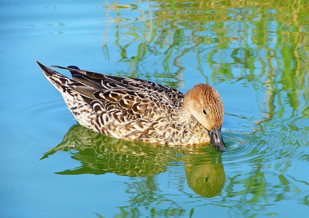 P1320494：オナガガモ_R