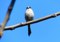 P1980593：エナガ_R