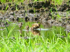 P1130333：タマシギ親子_R