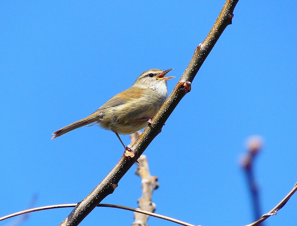 P3930831：ウグイス_R