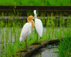 P1030086：アマサギ_R