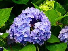 P4170848：紫陽花_R