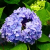 P4170848：紫陽花_R