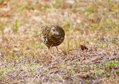 P1760093：トラツグミ_R