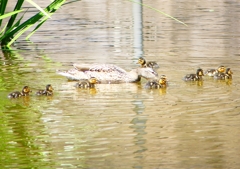 P2020451：マガモ親子_R