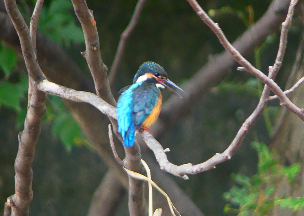 P1020433：カワセミ（オス）_R