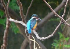 P1020433：カワセミ（オス）_R