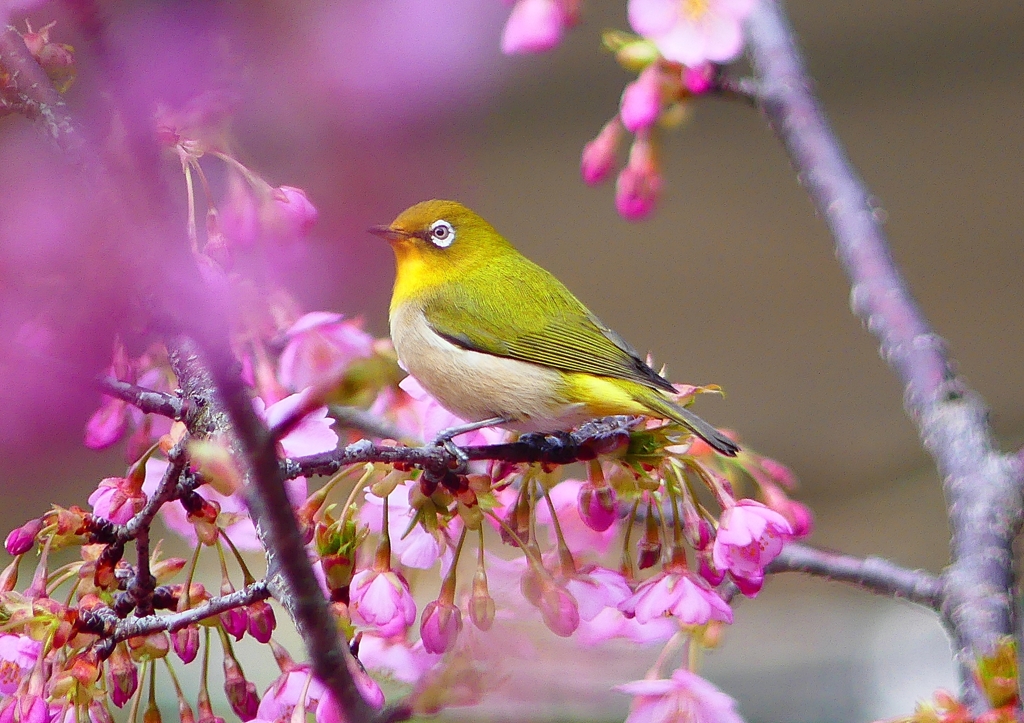 P1860798：河津桜にメジロ_R
