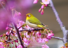 P1860798：河津桜にメジロ_R