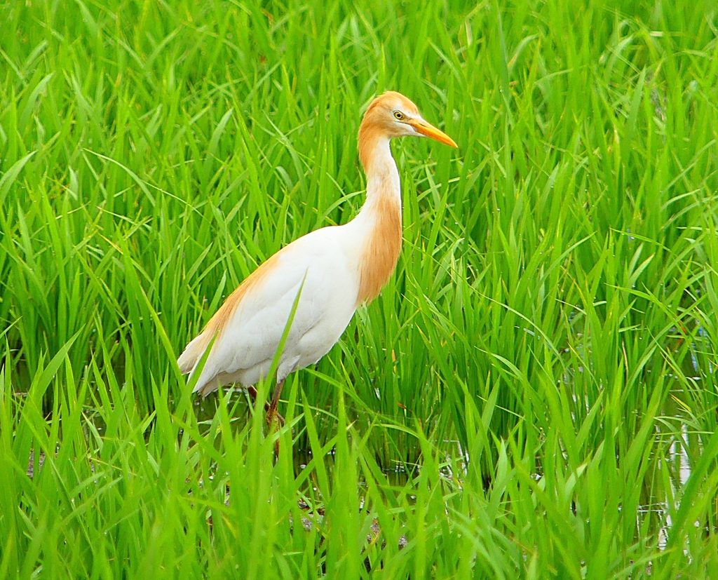 P1060423：アマサギ_R