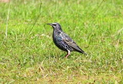 P4490780：ホシムクドリ_R